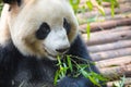 Portrait of a giant panda eating bamboo . . Royalty Free Stock Photo