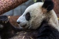 Portrait of giant panda eating bamboo, side view.