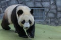 Portrait of giant panda walking around aviary, front view. Cute animals of China. Royalty Free Stock Photo