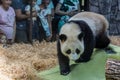 Portrait of giant panda walking around aviary, front view. Cute animals of China.