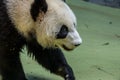 Portrait of giant panda walking around aviary, side view. Cute animals of China.