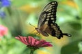 Portrait of Giant Swallowtail Papilio cresphontes Quebec
