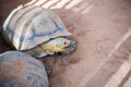 Portrait of Giant Tortise in the Park Royalty Free Stock Photo