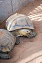 Portrait of Giant Tortise in the Park Royalty Free Stock Photo