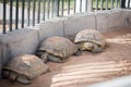 Portrait of Giant Tortise in the Park Royalty Free Stock Photo