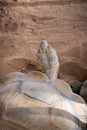 Portrait of Giant Tortise in the Park Royalty Free Stock Photo