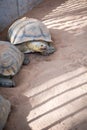 Portrait of Giant Tortise in the Park Royalty Free Stock Photo