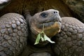 Portrait of giant tortoises. The Galapagos Islands. Pacific Ocean. Ecuador.