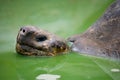 Portrait of giant tortoises. The Galapagos Islands. Pacific Ocean. Ecuador.