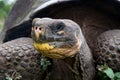 Portrait of giant tortoises. The Galapagos Islands. Pacific Ocean. Ecuador. Royalty Free Stock Photo