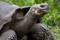 Portrait of giant tortoises. The Galapagos Islands. Pacific Ocean. Ecuador.