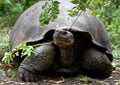 Portrait of giant tortoises. The Galapagos Islands. Pacific Ocean. Ecuador.