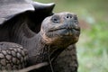 Portrait of giant tortoises. The Galapagos Islands. Pacific Ocean. Ecuador.