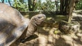 Portrait of a giant turtle Aldabrachelys gigantea Royalty Free Stock Photo