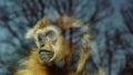 Portrait of a gibbon (Hylobatidae) in a zoo Royalty Free Stock Photo