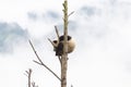 Portrait of a Gigant panda cub lying on a tree