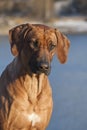 Rhodesian ridgeback dog, outdoor portrait Royalty Free Stock Photo