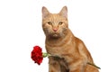 Portrait of ginger cat brought flower as a gift Royalty Free Stock Photo