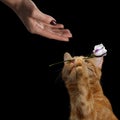 Portrait of ginger cat brought flower as a gift to woman Royalty Free Stock Photo