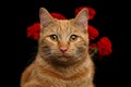 Portrait of ginger cat brought rose as a gift Royalty Free Stock Photo