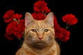 Portrait of ginger cat brought rose as a gift Royalty Free Stock Photo