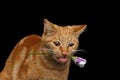 Portrait of ginger cat brought rose as a gift Royalty Free Stock Photo