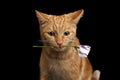 Portrait of ginger cat brought rose as a gift Royalty Free Stock Photo