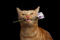 Portrait of ginger cat brought rose as a gift Royalty Free Stock Photo