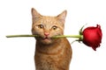 Portrait of ginger cat brought rose as a gift Royalty Free Stock Photo