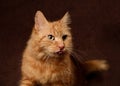 Portrait of Ginger Cat on Chocolate Brown Backdrop