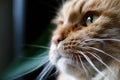 Portrait of a ginger cat in profile. Royalty Free Stock Photo