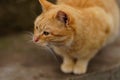 Portrait of a ginger cat on the street closeup, attentive look