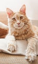 Portrait of a ginger Maine Coon cat Royalty Free Stock Photo