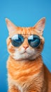 Portrait of a ginger cat wearing sunglasses on a blue background.