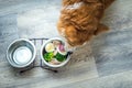 Portrait of a ginger dog with a bowl of vegetables, meat and eggs. Dog food