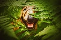 A ginger happy bull terrier sitting among the large green leaves of a fern on a sunny summer day. A walk in the park with a dog.