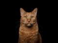 Portrait of ginger looks very serious at the camera over dark background.