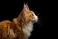 Huge Maine Coon Cat Isolated on Black Background Royalty Free Stock Photo