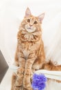Portrait of a ginger Maine Coon cat Royalty Free Stock Photo
