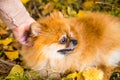 Portrait of ginger Pomeranian dog on a autumnal nature background