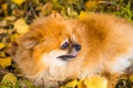 Portrait of ginger Pomeranian dog on a autumnal nature background