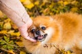 Portrait of ginger Pomeranian dog on a autumnal nature background