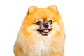 Portrait of ginger Pomeranian spitz dog on a white isolated background