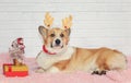 portrait of ginger puppy dog Corgi lying in Christmas reindeer antlers next to gift box and fir tree Royalty Free Stock Photo