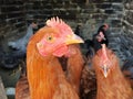 Portrait of a ginger rooster. Bird with a red beard and a comb, close-up. Brown feathers on the chicken. Poultry farming on the Royalty Free Stock Photo