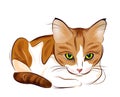 portrait of ginger tabby cat Royalty Free Stock Photo