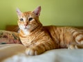 Portrait of ginger tabby cat resting indoor Royalty Free Stock Photo