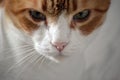 Portrait of Ginger Tomcat