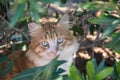 Portrait of ginger and white tabby cat among the bushes Royalty Free Stock Photo