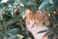 Portrait of ginger and white tabby cat among the bushes Royalty Free Stock Photo